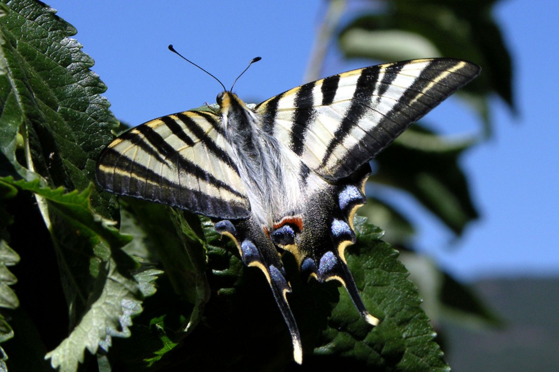 Iphiclides podalirius palel