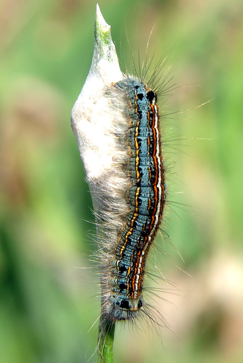 oruga de librea parasitada1
