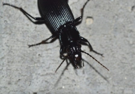 carabidae