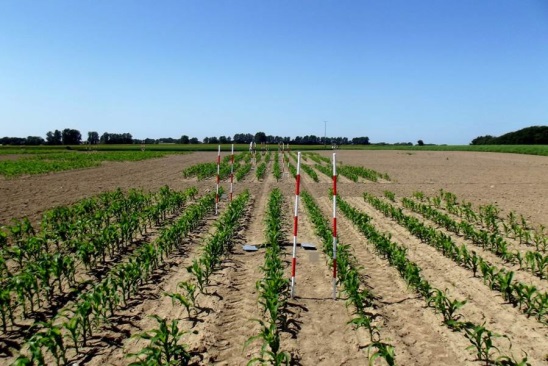 maize field